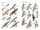 National Geographic Field Guide Birds of N. America 7th Edition