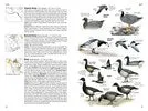 National Geographic Field Guide Birds of N. America 7th Edition
