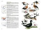 National Geographic Field Guide Birds of N. America 7th Edition